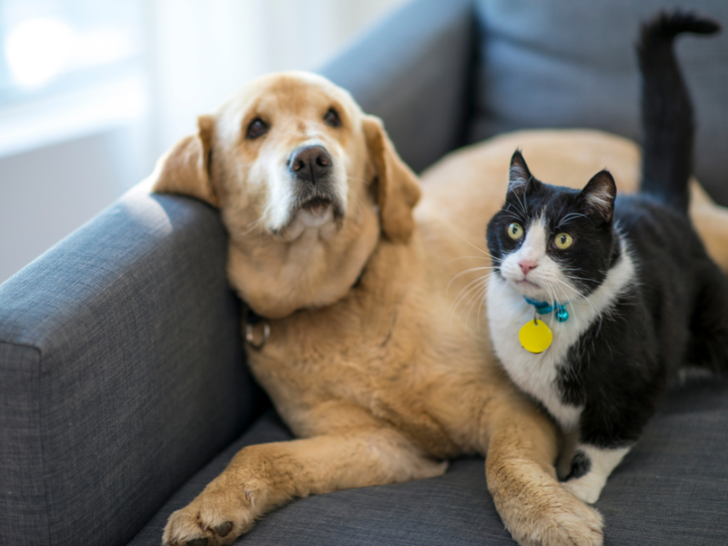 If possible, don't have your pets homes during showings
